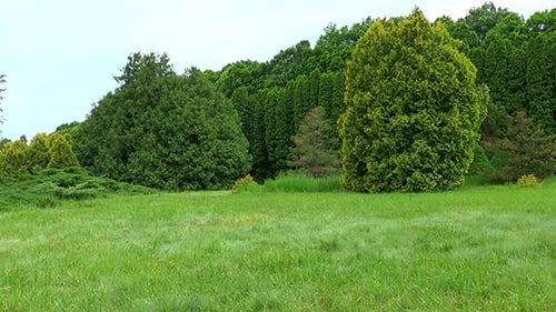 Edge of Pine Forest One Can See the Trees and Meadow With Grass