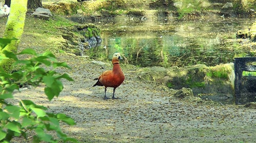 Ruddy Shelduck ist an der Waterfront
