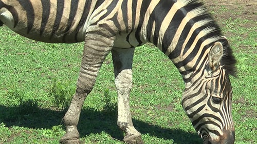 Zebra in the Pasture