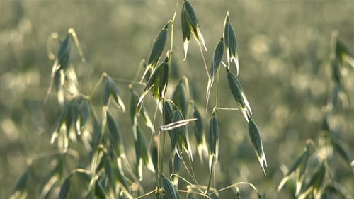 Oats - The World's Healthiest Foods