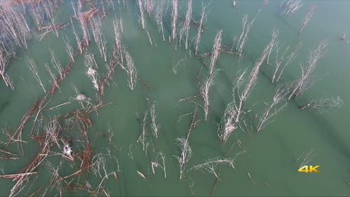 Bare Trees Rising from Tropical Lake Water