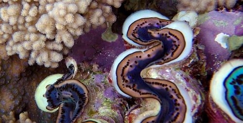 Underwater Colorful Hard Coral Maxima Clam