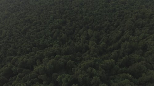 Aerial Above Forest Trees in the Mountains