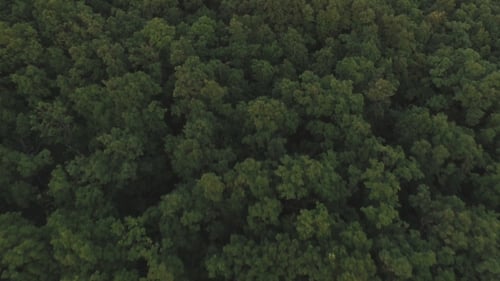 Above Forest Tree Tops at Sunset