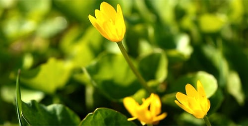 Spring Flowers
