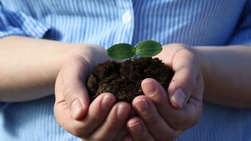 Female's Hands Holding a Small Green Sprout