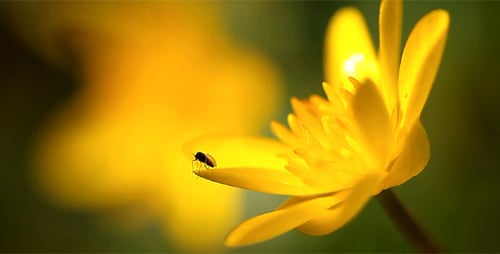 Spring Flowers