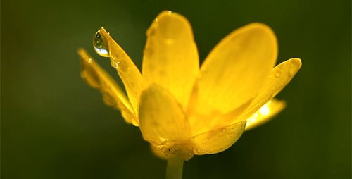 Spring Flowers