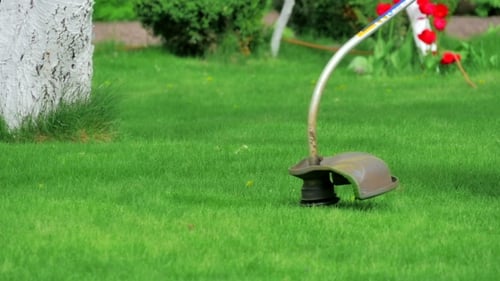 Cutting Green Grass with a String Trimmer