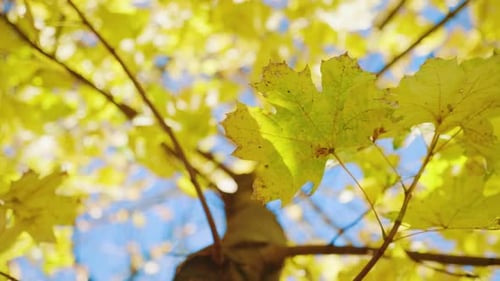 Bright Autumn Leaves Against Blue Sky