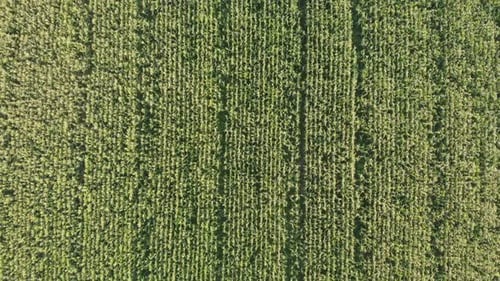 Aerial View with a Drone of a Field of Corn Flowered Perfectly Sown