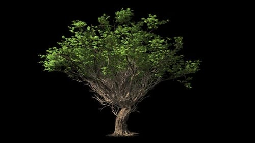 Großer Baum mit breiter Krone