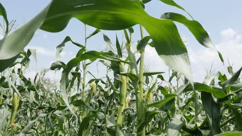 Zea mays green field organic young plants 4K 2160p 30fps UltraHD footage - Farming green corn plan