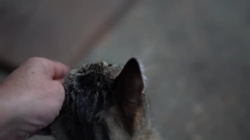 Hombre de cultivo acariciando gato peludo
