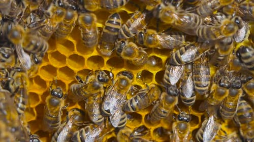 Honey
