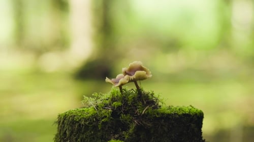 Mushrooms In The Forest On The Stump
