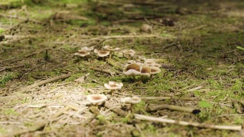 Mushrooms Growing On The Forest Floor