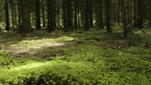 Primeval Forest With Mossed Ground