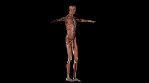 Rotating 3D Human Muscular System Anatomy Model