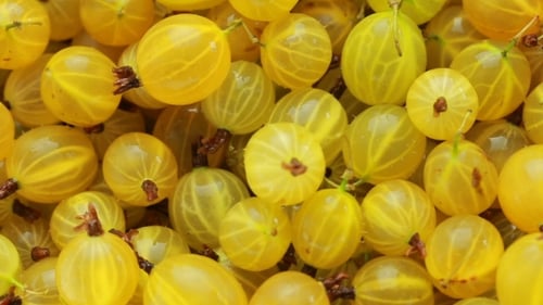 Solar Berry Stachelbeeren Rotation