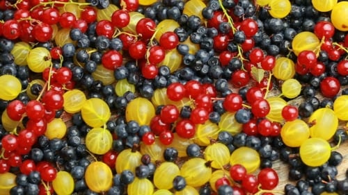 Fresh Berries of Various Colors and Types