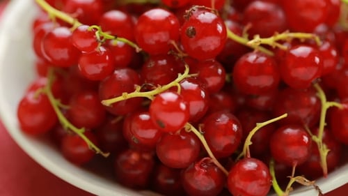 Red Currants Close Up in Bowl