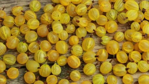 Fresh Yellow Gooseberries Scattered on Wooden Surface