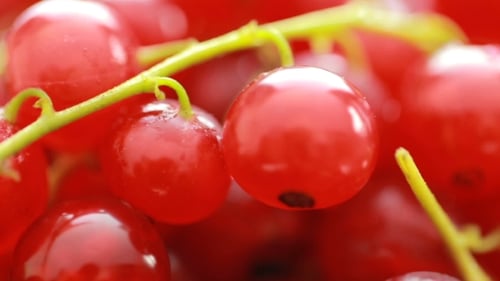 Bright Red Currants on the Vine