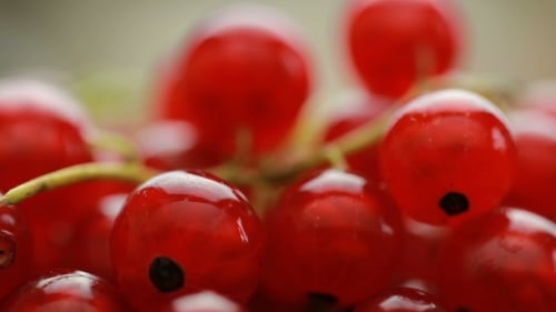 Close-up of Fresh Red Currants Delicious Fruit
