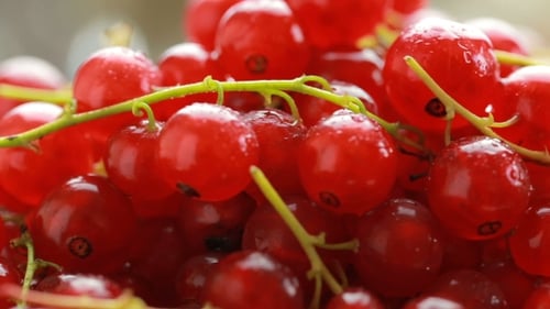 Fresh, Juicy Red Currants Close Up