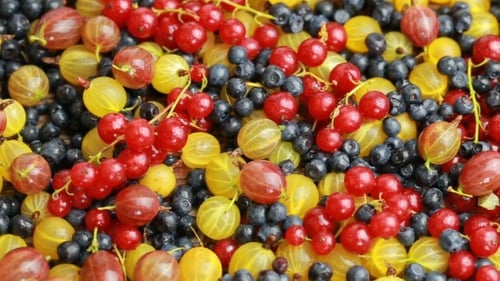Fresh Gooseberries, Blueberries, and Red Currants Close Up