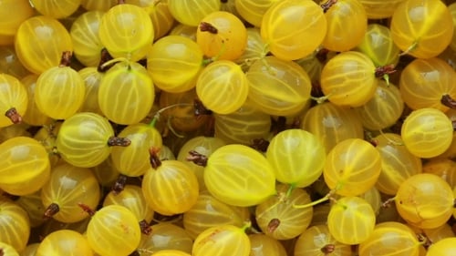 Fresh Yellow Gooseberries Close Up