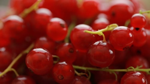Fresh Pile of Plump Red Currants Close-Up