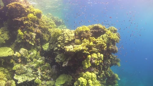 Tropical Fish on Vibrant Coral Reef