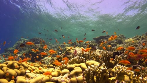 Tropical Fish On Vibrant Coral Reef