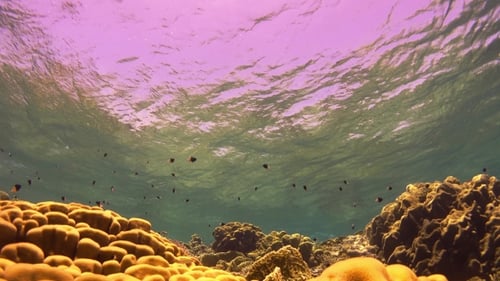 Tropical Fish On Vibrant Coral Reef