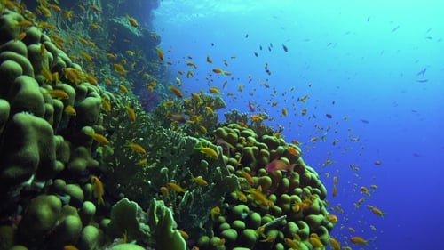 Tropical Fish On Vibrant Coral Reef