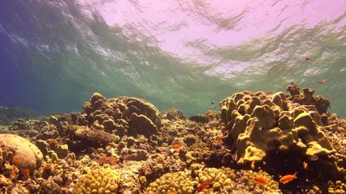 Tropical Fish On Vibrant Coral Reef