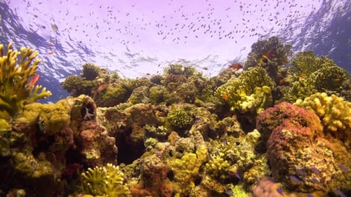 Tropical Fish On Vibrant Coral Reef