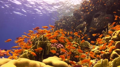 Tropical Fish On Vibrant Coral Reef