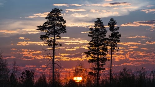 Sunset In The Winter Forest.