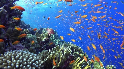Tropical Fish On Vibrant Coral Reef