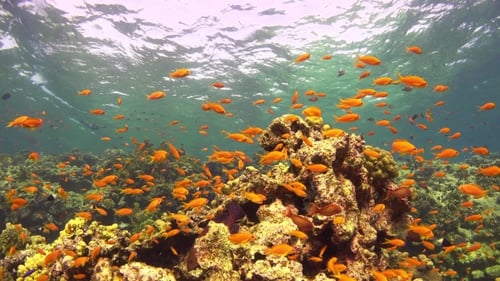 Tropical Fish On Vibrant Coral Reef