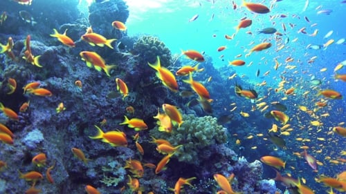 Tropical Fish On Vibrant Coral Reef