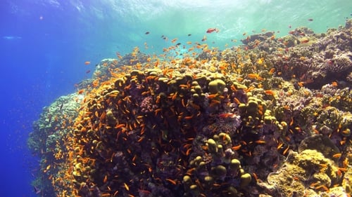 Tropical Fish On Vibrant Coral Reef