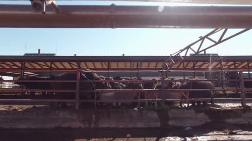 A Herd Of Cattle Drinks Water Slow Motion