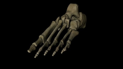 Human Foot Bones 3D Anatomy Medical Rotation Animation