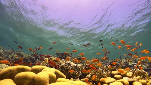 Tropical Fish On Vibrant Coral Reef
