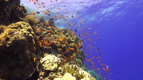 Tropical Fish On Vibrant Coral Reef