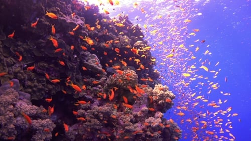 Tropical Fish On Vibrant Coral Reef